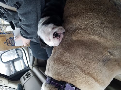 Akc rare black seal english bulldog