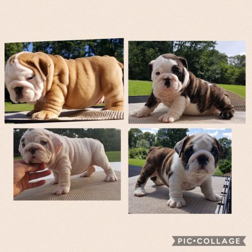 Unique English Bulldog Puppies 50% OFF!!! Call/Text (***) ***-***3