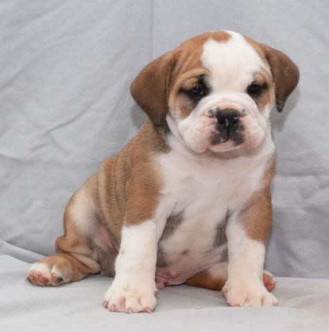 Cute and Very Sweet English Bulldog Puppies