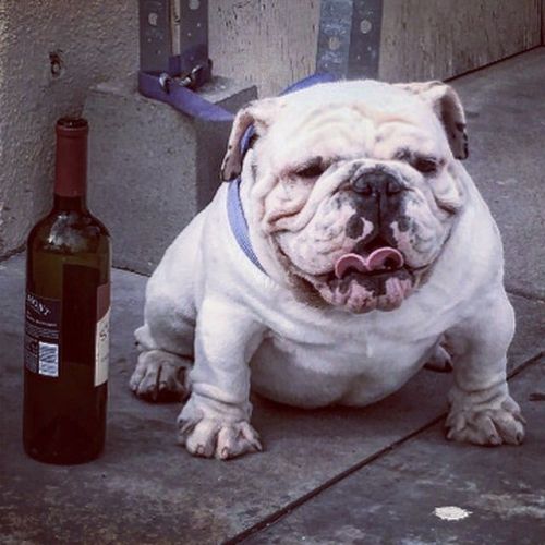 English Bulldog stud services