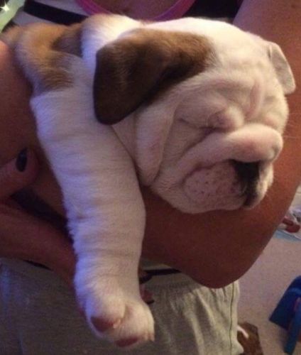 English Bulldog Puppies for Sale