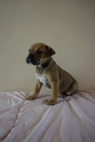 Dixie- English Bulldog mix