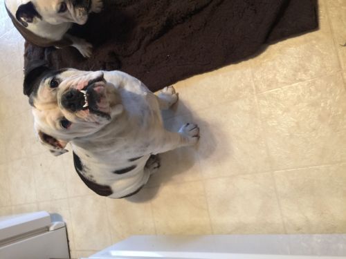 English bull dog For sale