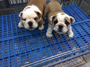 Stunning Litter of KC registered British bulldog