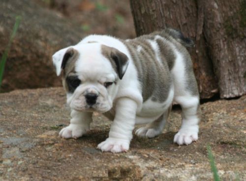 Well Home train English Bulldog Puppies text(***) ***-***5