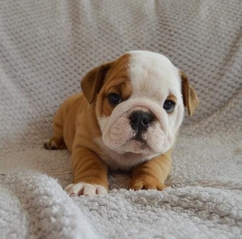 Top Line-top Kc Reg English Bulldog Pups