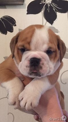 Joyful English bulldog puppies