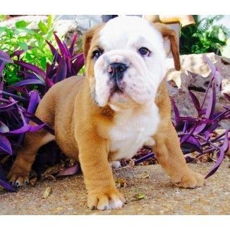 British Bulldog Purebred Puppies