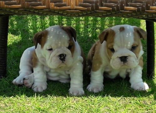 Akc register English bulldog