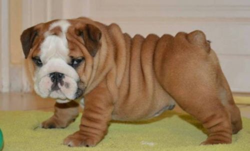 Smart English Bulldog Puppies*** *** ***