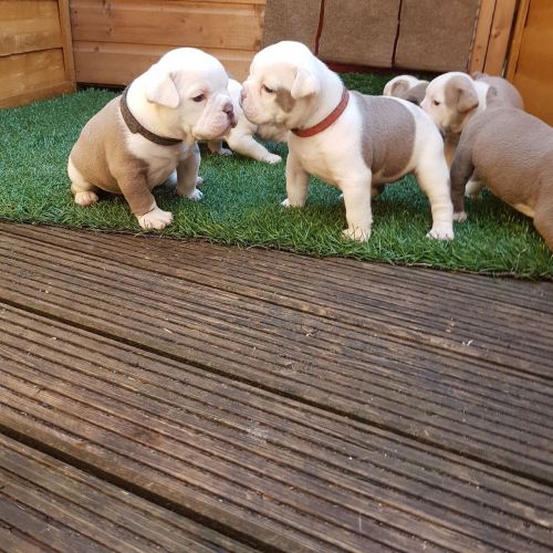 Amazing English Bulldog Puppies