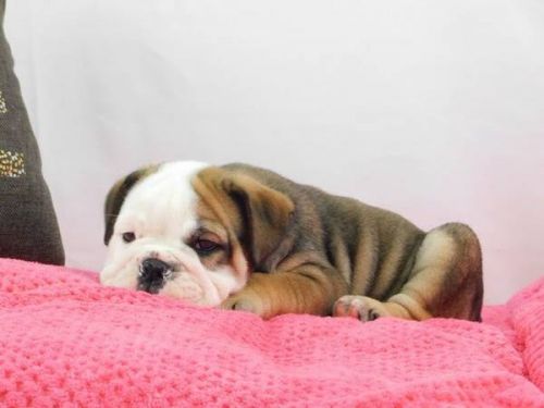 English bulldog