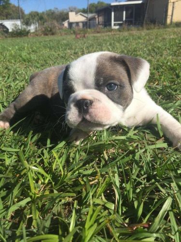 charming english bulldog puppie((401) ***