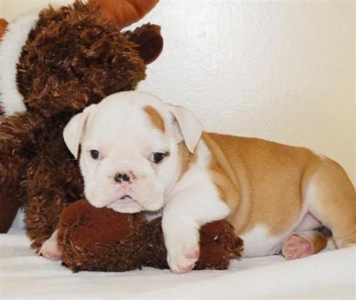 ds(804) *** English Bulldog puppies