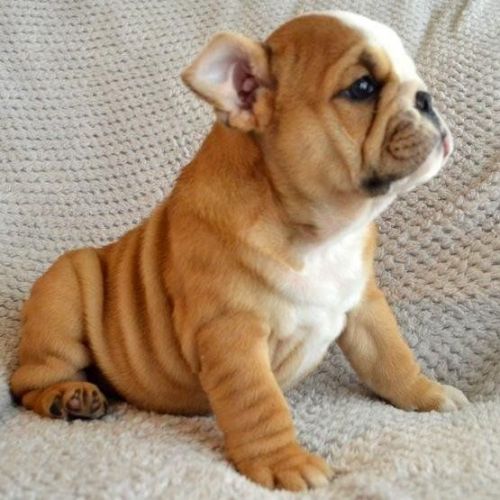 Winter and I am the companion English Bulldog puppies