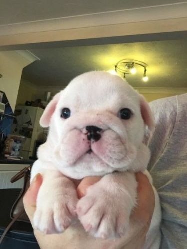 Lovely male english bulldog pup.Text (***) ***-***9