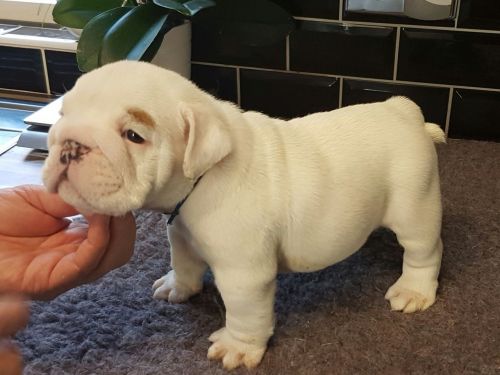 12 Weeks old English Bulldog Puppy