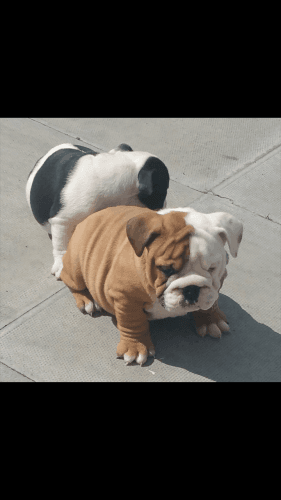 Super Pups Ready Now. Kc Reg