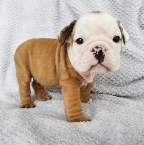 Beautiful Kc Reg Bulldog Pups