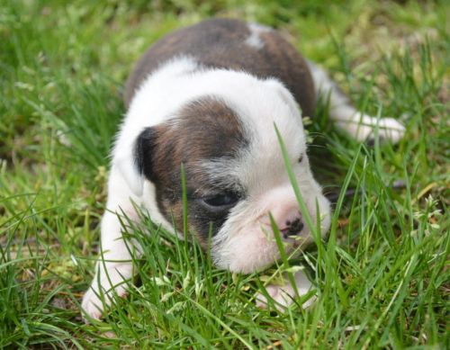 english bull dog available