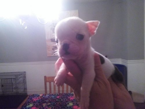 english bull dog available