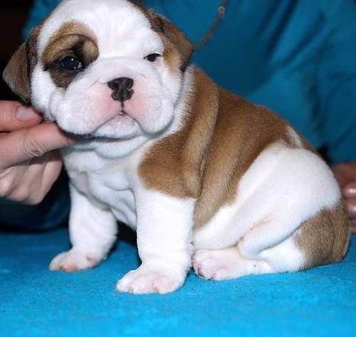 Healthy AKC Miniature English Bulldog Puppies