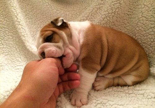 Stunning English Bulldog Puppies Available