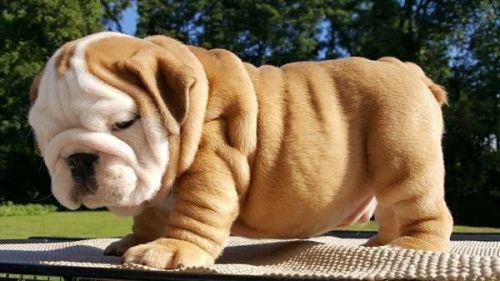 &Ice Loveable English Bulldog Will Make You Melt