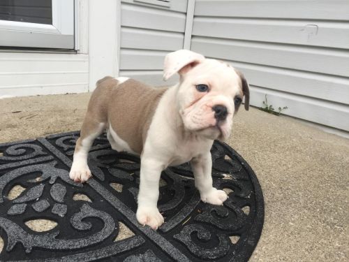 adorable english bull dog available