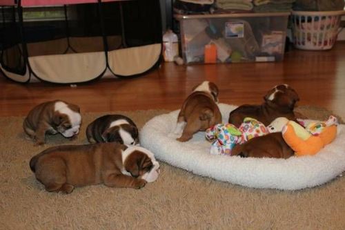pure breed english bulldog pupps