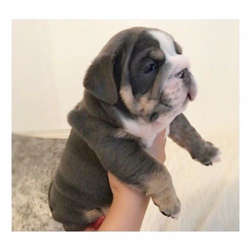 Kc Reg Bulldog Pups