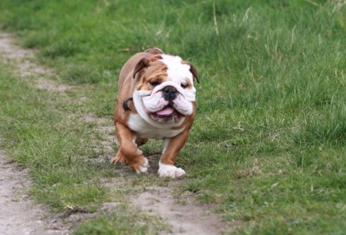 Purebred English Bulldog puppy