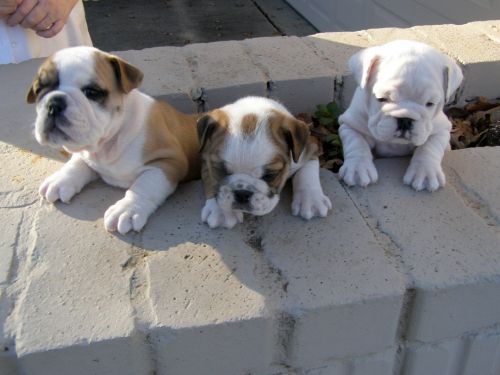 Gorgeous English Bulldog puppies available