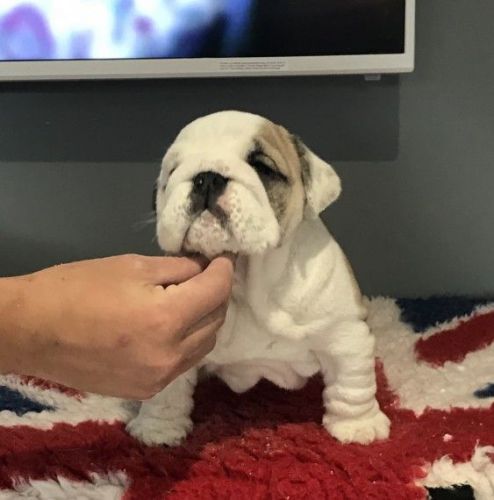 Beautiful Litter Of Pups
