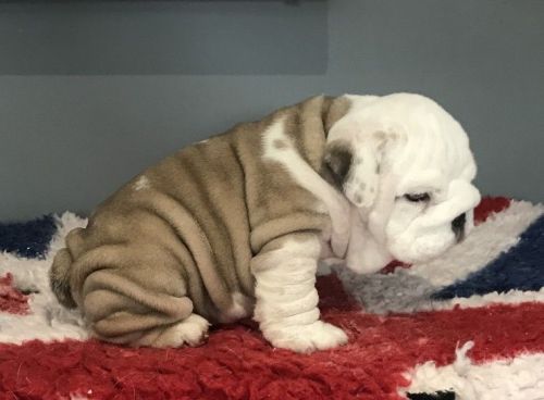 Beautiful Litter Of Pups