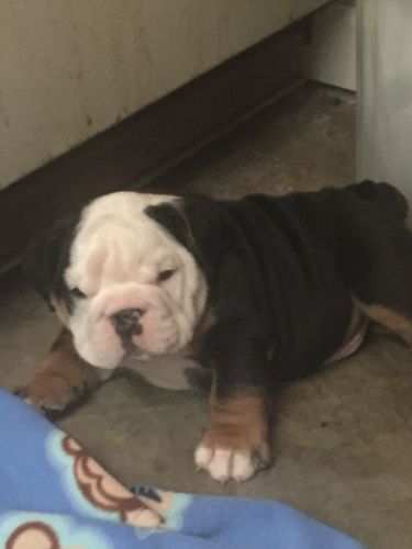 Akc English bulldog puppies
