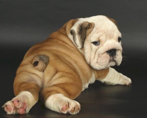 Super Adorable AKC English Bulldog