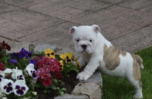 Kc Reg British Bulldogs Now Fully Vaccinated. (***) ***-***0