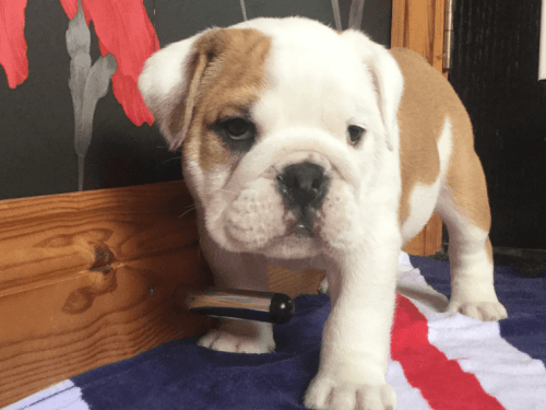 Stunning Show Quality AKc Reg Pups 1 Male Available