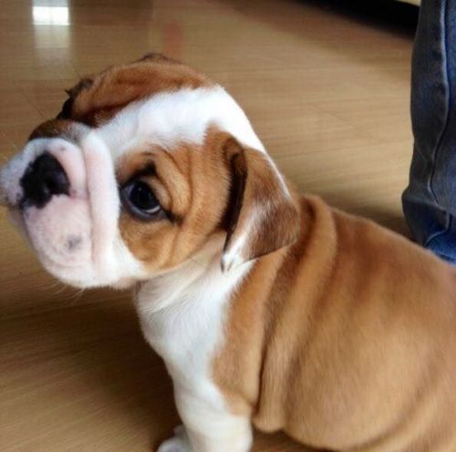 English Bulldog Puppies