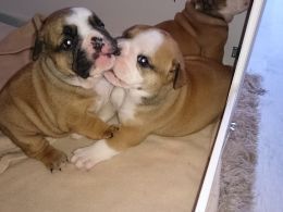 English bulldog puppies searching for their for ever loving home