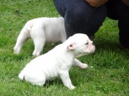 Male Bulldog Puppy Available