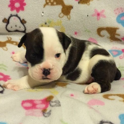 cute lovely English Bulldog puppies for adoption...