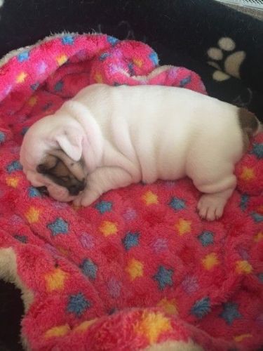 Amazing English Bulldog for sale