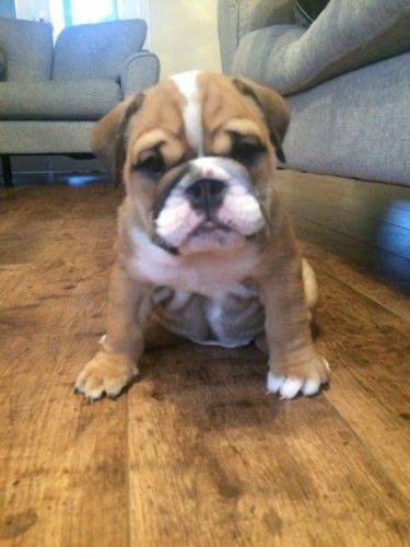 Stunning English Bulldog for sale