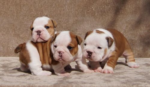 Beautiful Pure English Bulldog For Sale