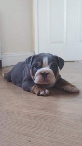 Blue And Tan Ace English Bulldog