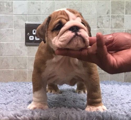 English bulldog puppies TEXT , ***