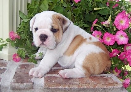 Adorable English Bulldog puppies seeking lovely homes