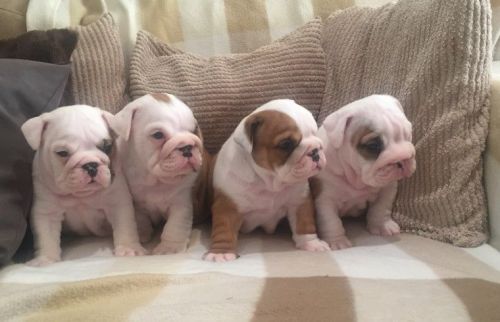 Quality English Bulldog Puppies